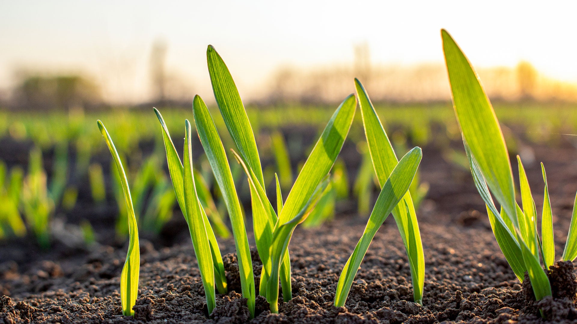 seedlings sprouting from the ground - Equities: Addressing Some Big Questions about Small Caps
